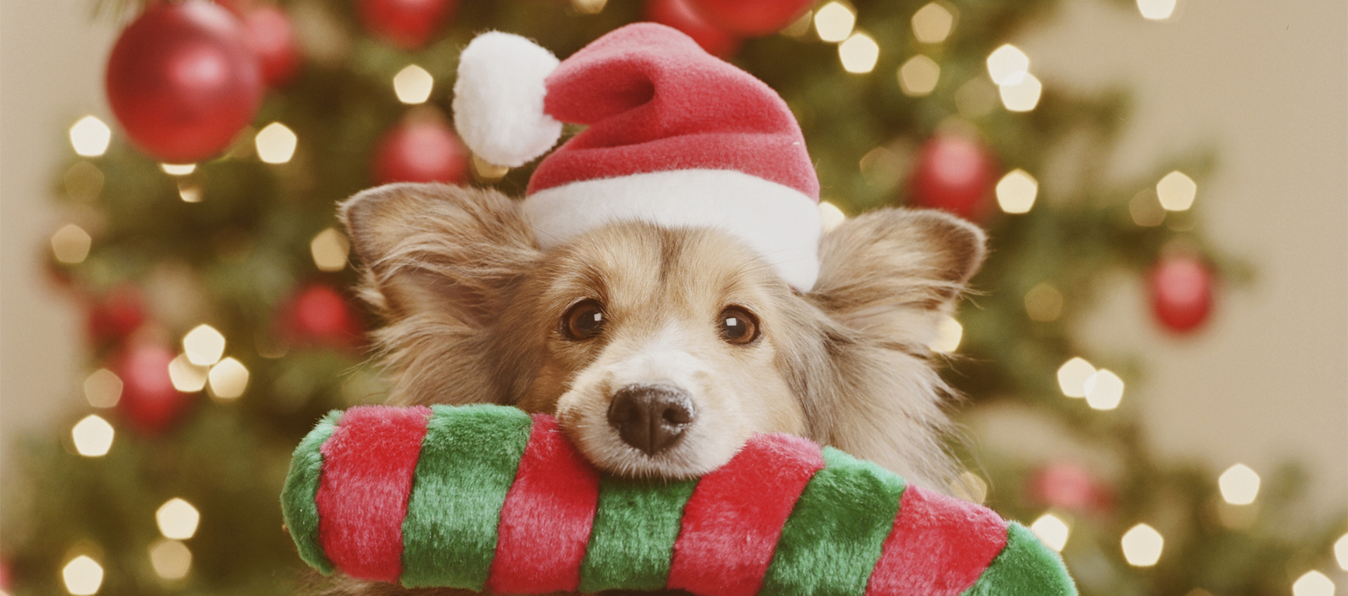 Image of a dog holding a dog toy in front of a Christmas tree