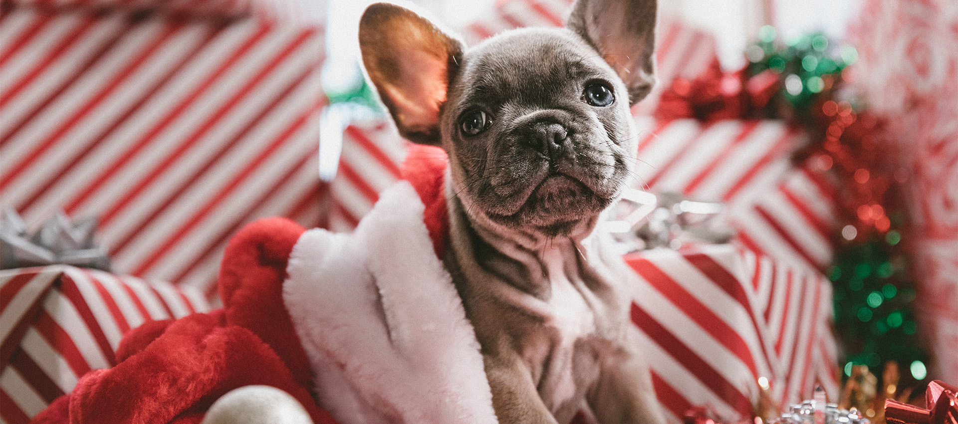 Image of a dog surrounded by presents