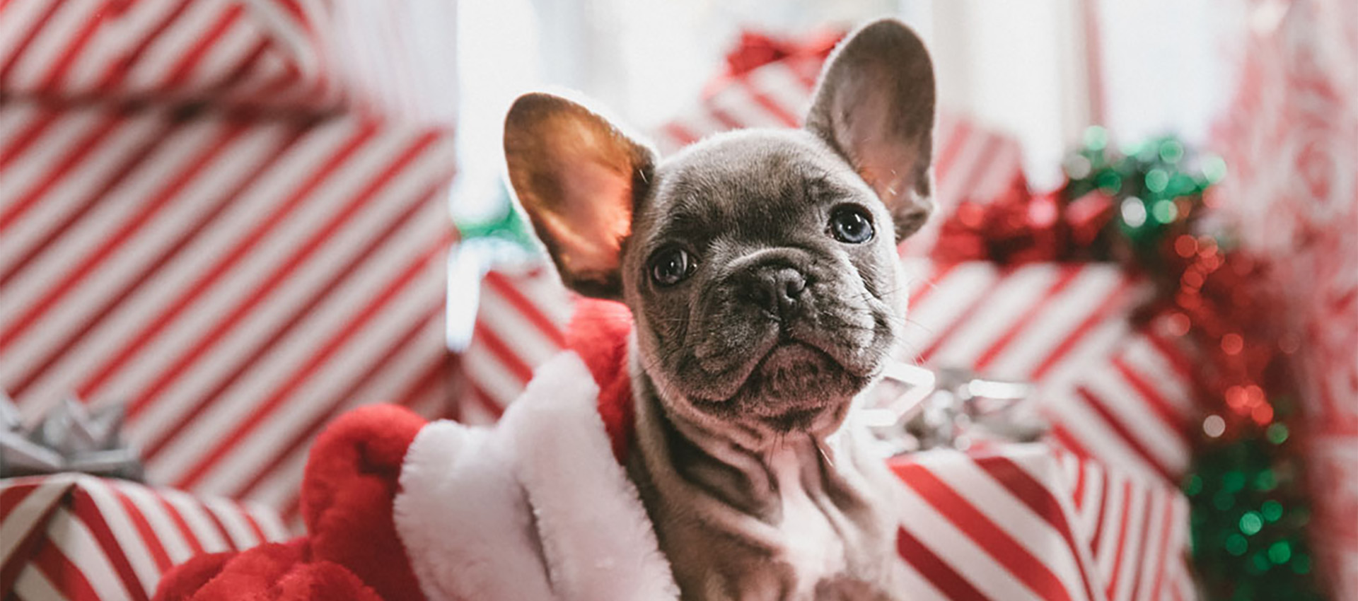 Festive image of a dog at Christmas